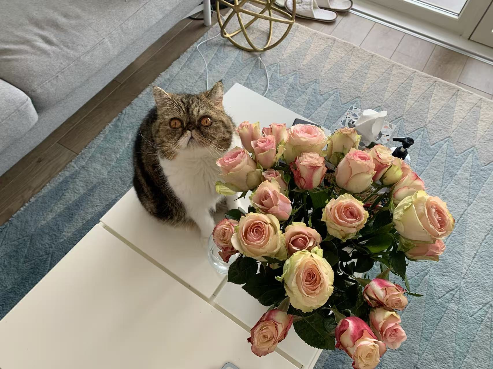 Louie at home beside a bouquet of roses
