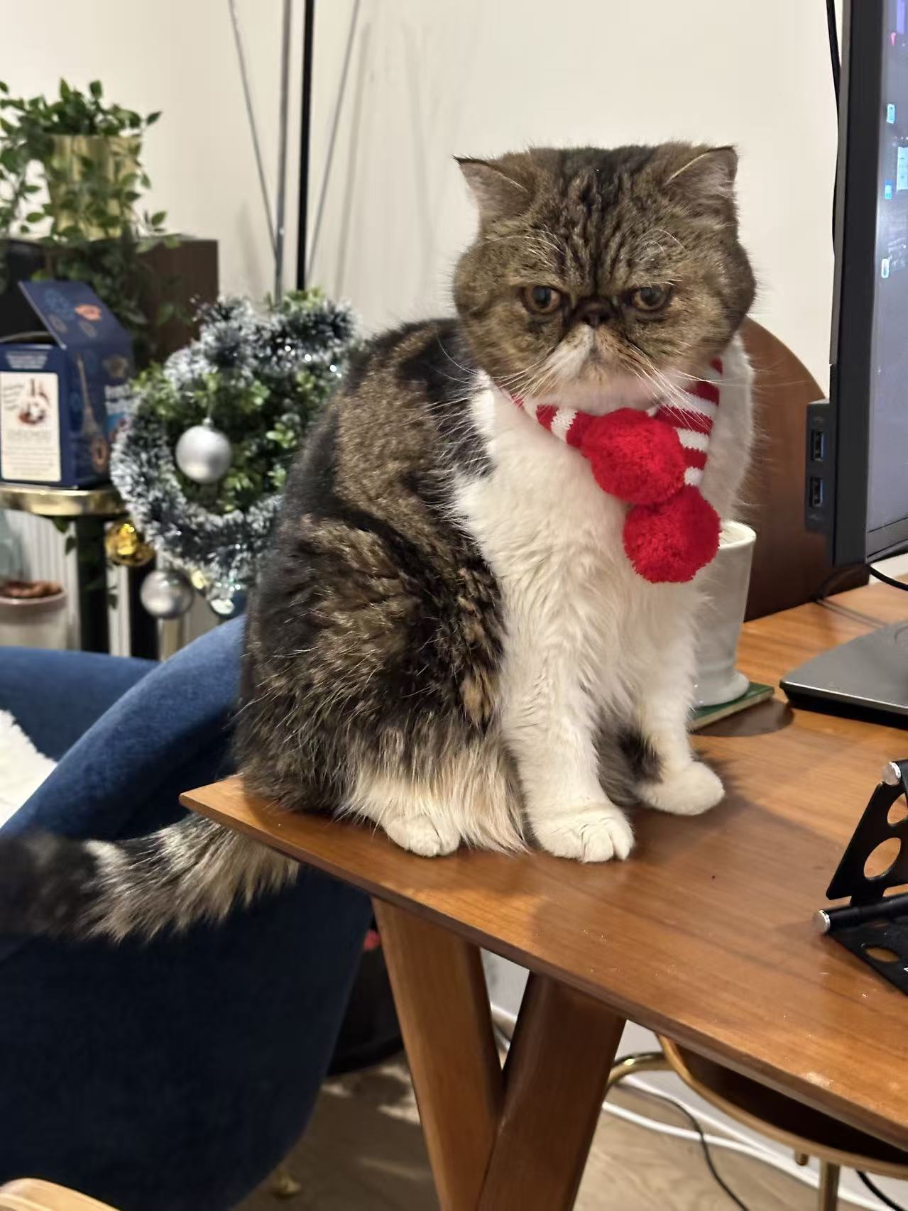 Louie — the original pet photo