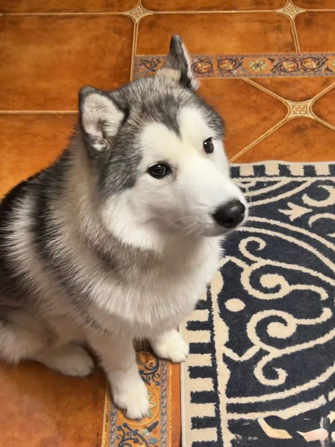 Molly — the original pet photo