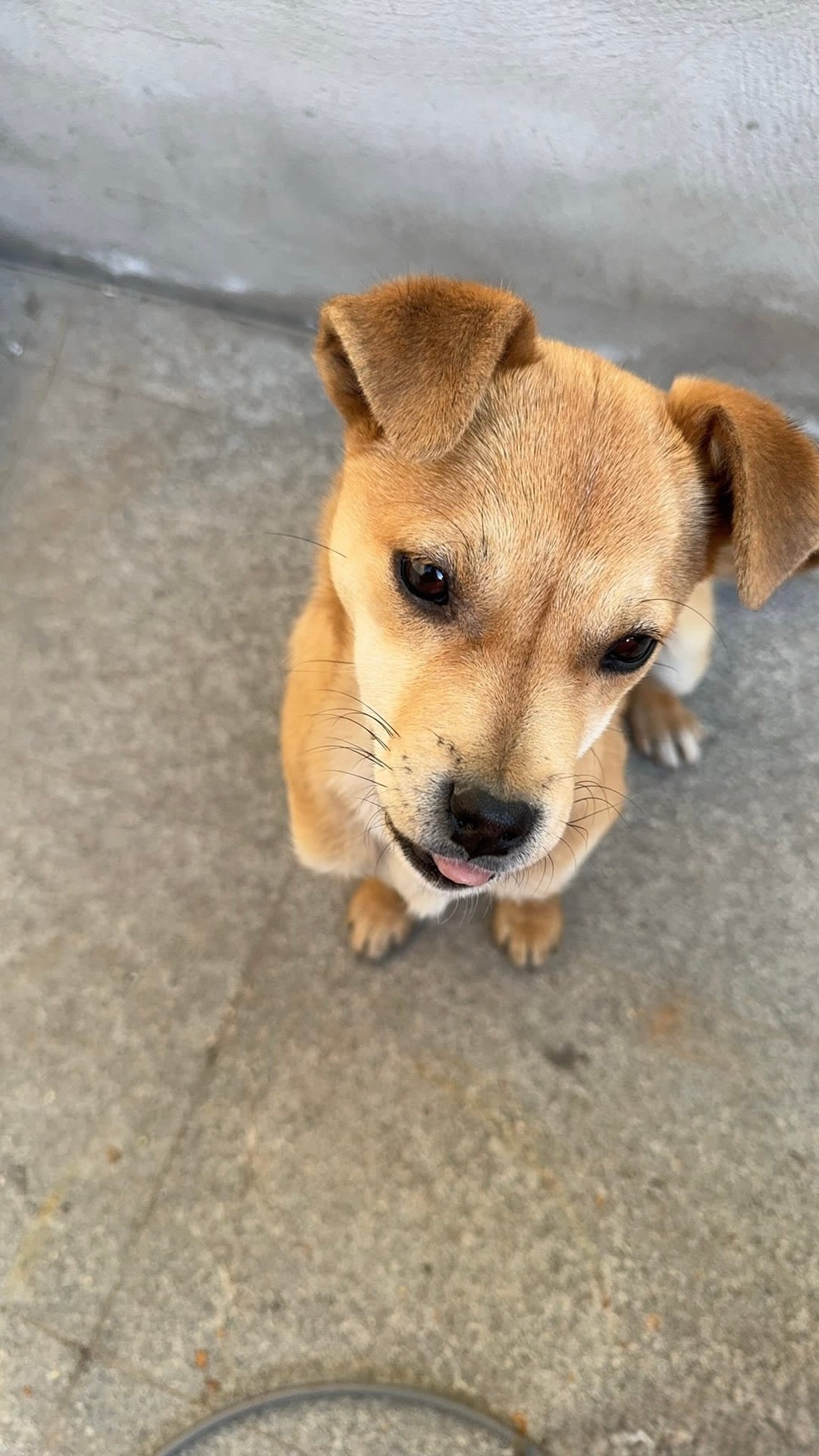 Noah — the original pet photo